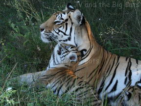 Julie and cub